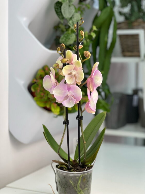 Орхидея фаленопсис Венецианский карнавал Биг Лип ⌀12 45 см 