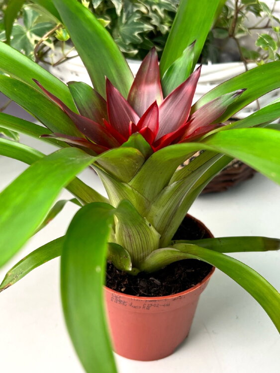 Гузмания Блиц ⌀9 25 см  Гузмания Блиц ⌀9 25 см