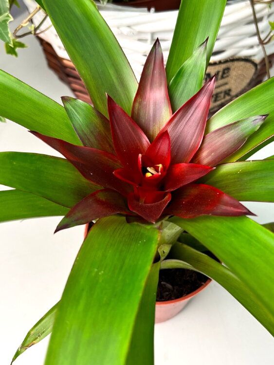 Гузмания Блиц ⌀9 25 см  Гузмания Блиц ⌀9 25 см