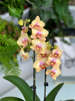 Орхидея Фаленопсис Кения ⌀12 40 см