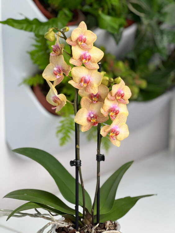 Орхидея Фаленопсис Кения ⌀12 40 см 