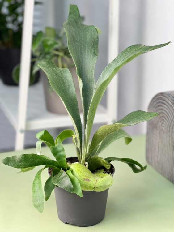 Платицериум Бифуркатум ⌀12 30 см 