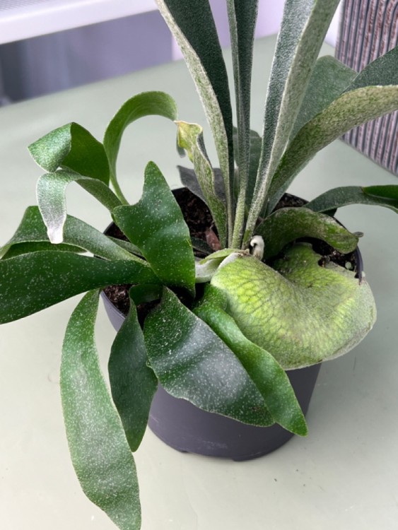 Платицериум Бифуркатум ⌀12 30 см 