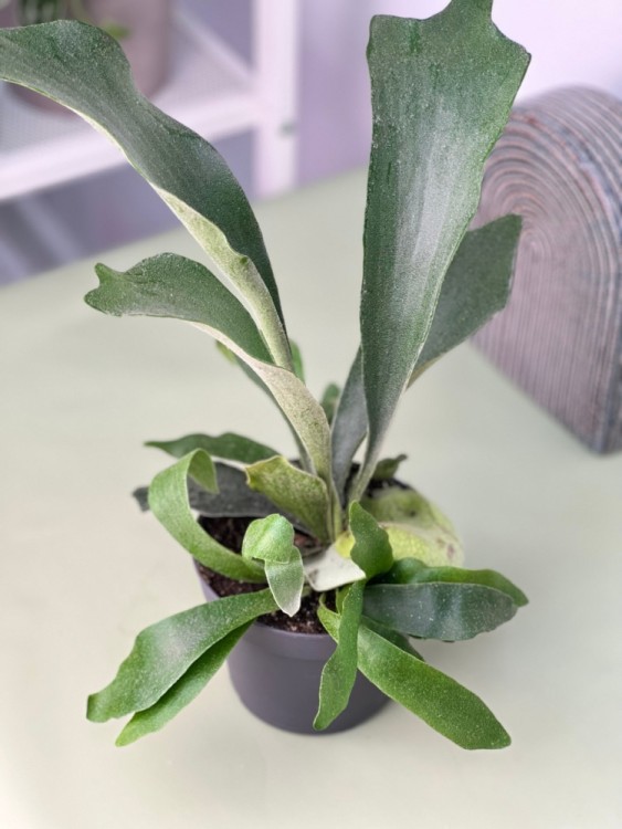 Платицериум Бифуркатум ⌀12 30 см 