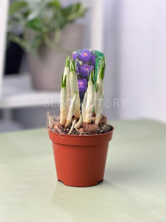 Крокус синий ⌀9 