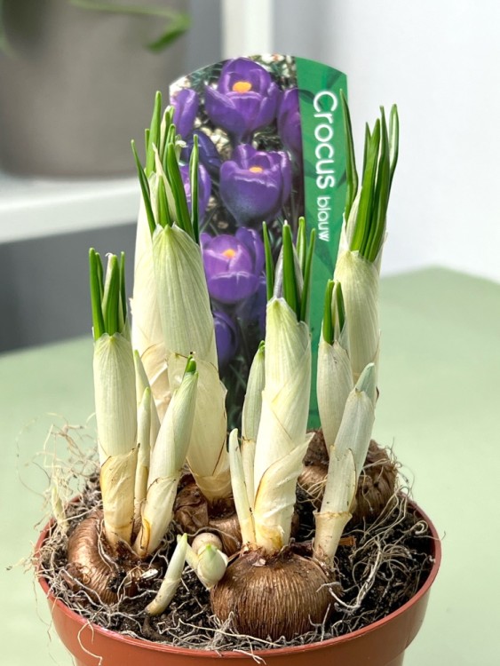 Крокус синий ⌀9 