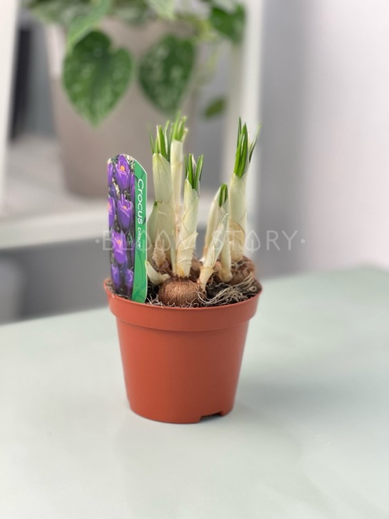 Крокус синий ⌀9 