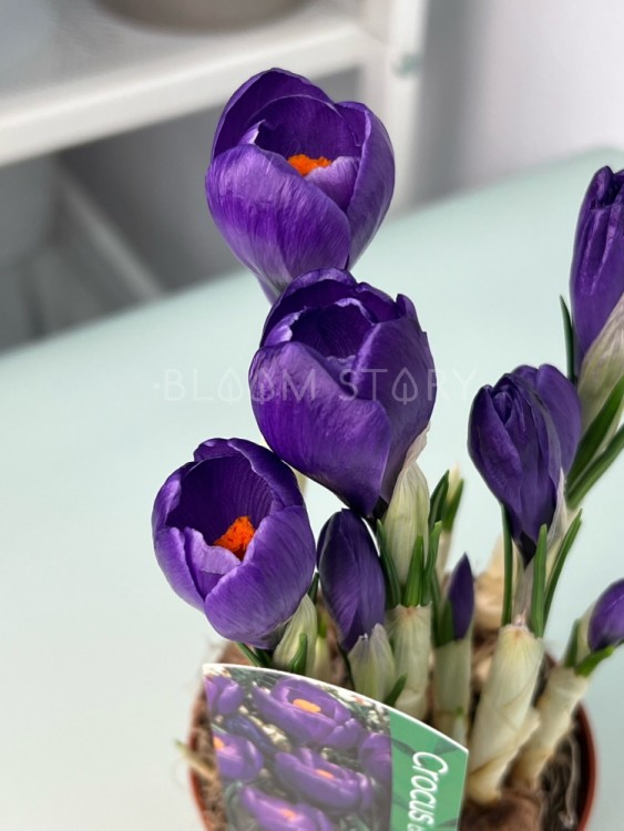 Крокус синий ⌀9 