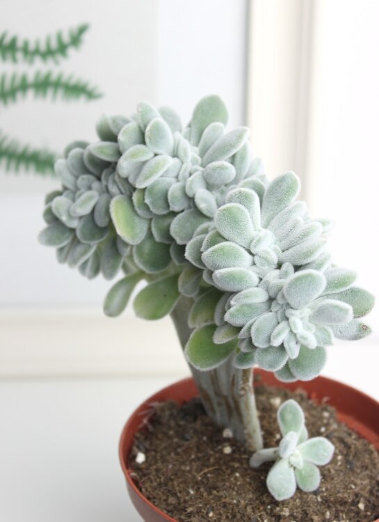 Эхеверия Фрости 20 см 