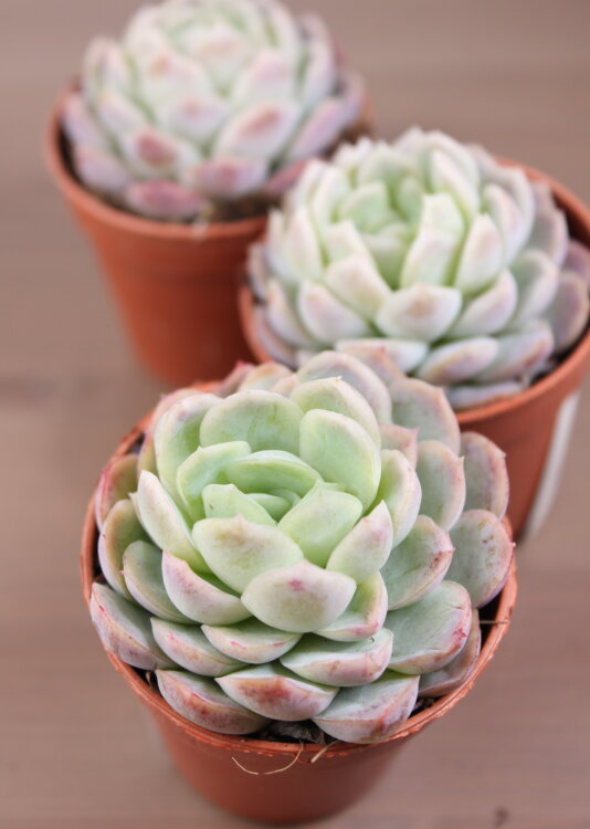 Эхеверия Зоннестрал пинк ⌀5 