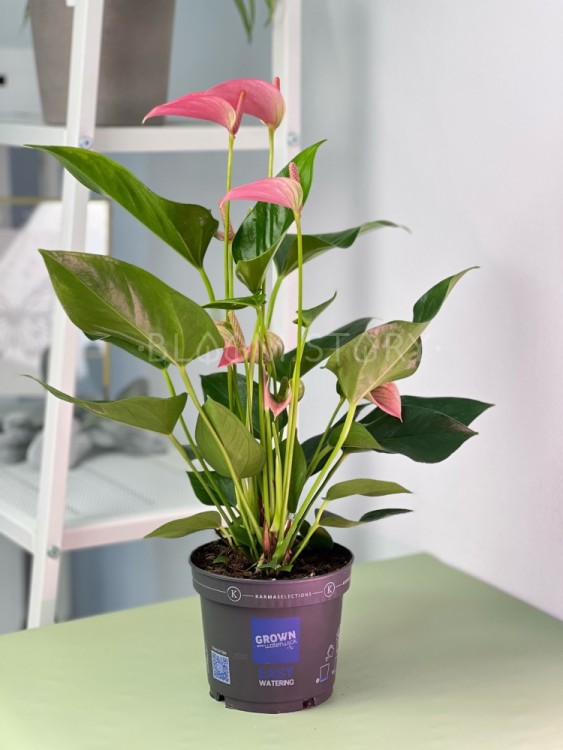 Антуриум Джоли ⌀12 40 см 