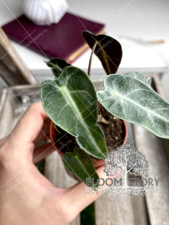 Алоказия мини 
