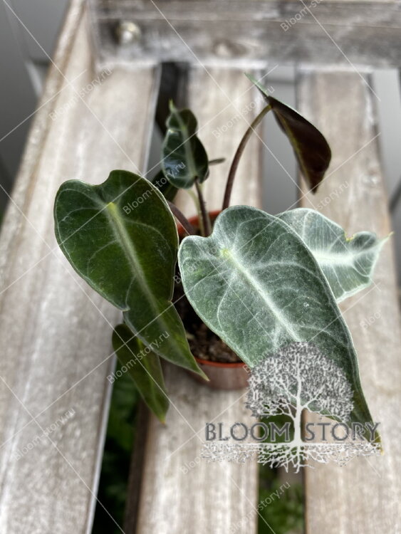 Алоказия мини 