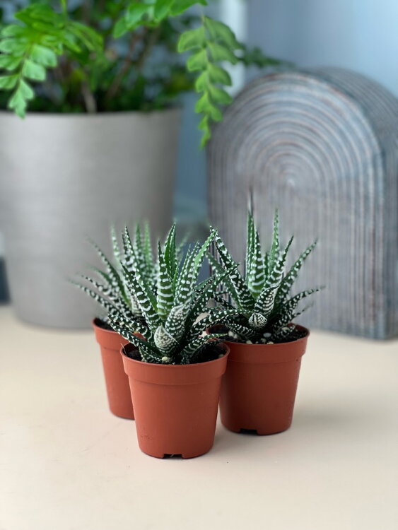 Хавортия Фасциата Биг Бэнд ⌀5 