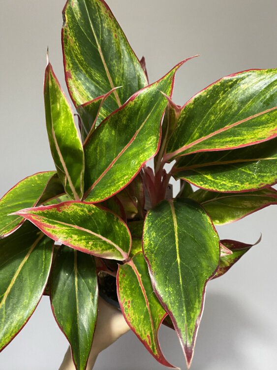 Аглаонема Крит ⌀17 40 см 