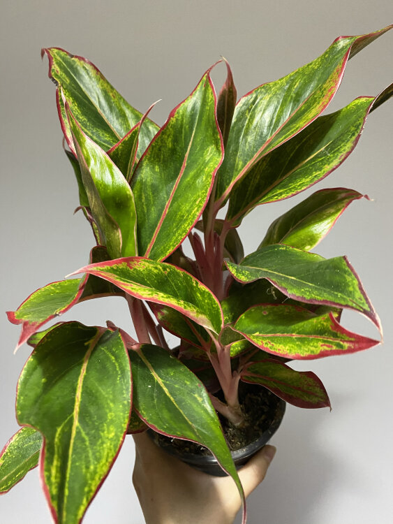 Аглаонема Крит ⌀17 40 см 