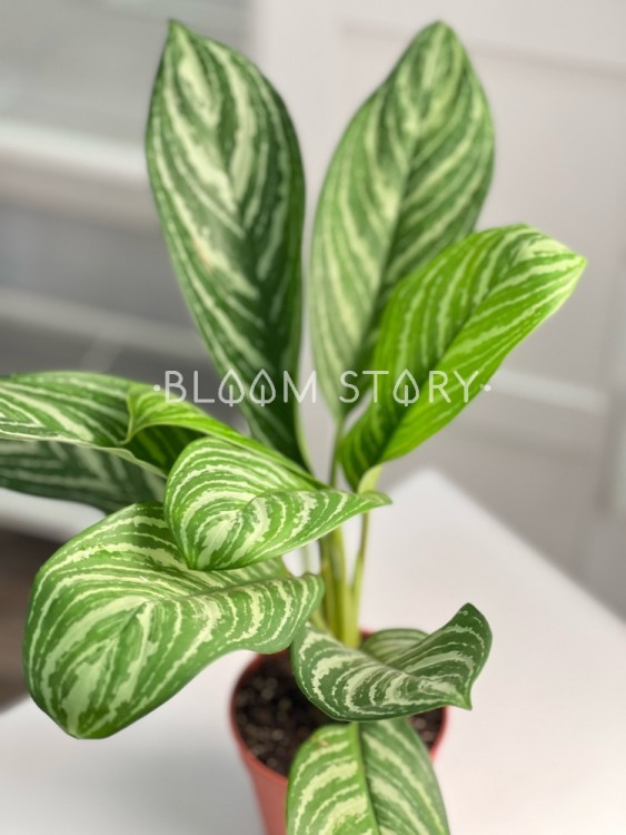 Аглаонема Страйпс ⌀12 40 см 
