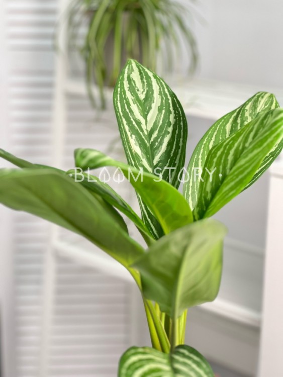 Аглаонема Страйпс ⌀12 40 см 