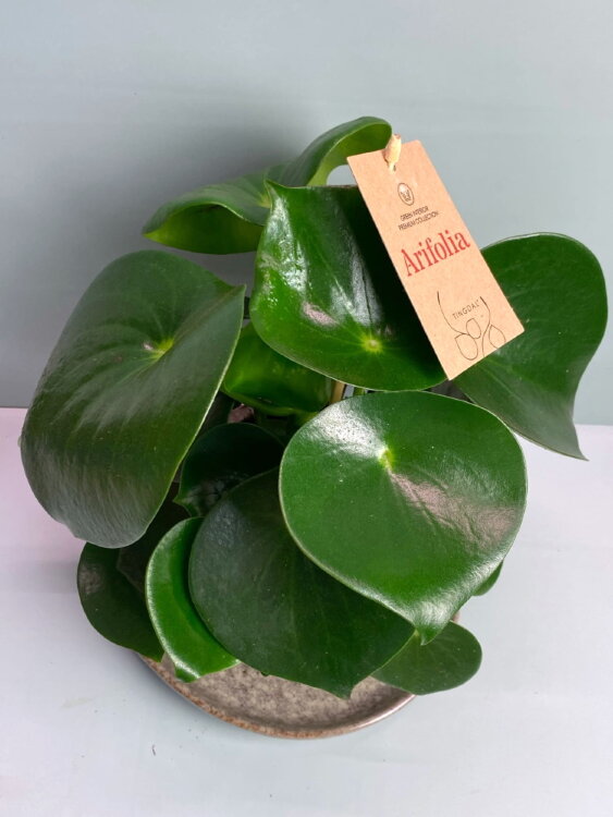 Пеперомия Рейндроп ⌀14 40 см  Пеперомия Рейндроп ⌀14 40 см