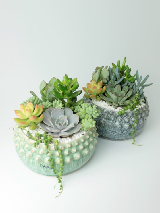 Композиция из суккулентов "Морские дары" 