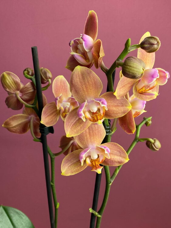 Орхидея Фаленопсис пелорик Брион Бабочка 