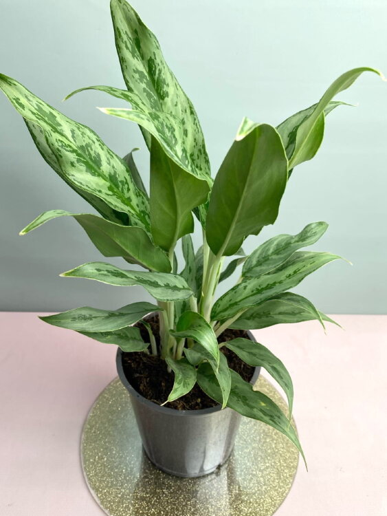 Аглаонема Грейхаунд ⌀12 40 см 