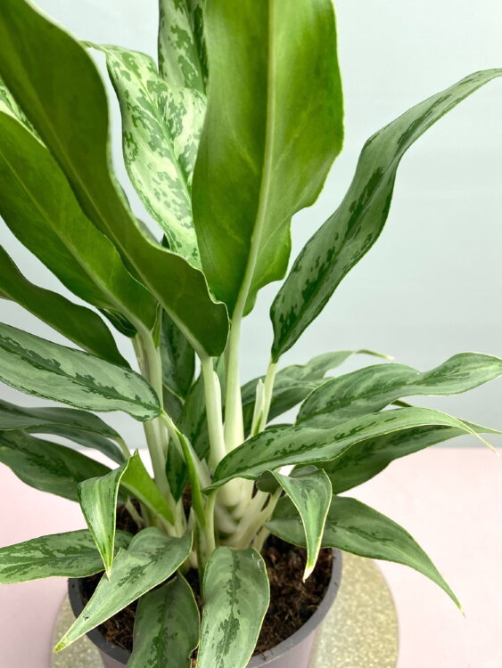 Аглаонема Грейхаунд ⌀12 40 см 