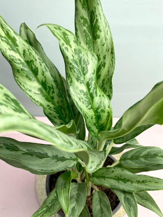 Аглаонема Грейхаунд ⌀12 40 см 