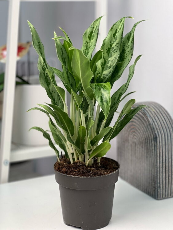 Аглаонема Грейхаунд ⌀12 40 см 
