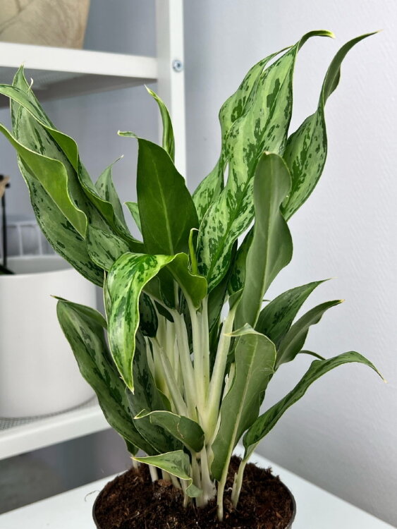 Аглаонема Грейхаунд ⌀12 40 см 