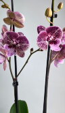 Орхидея Фаленопсис Салли Биг Лип 2 ст 