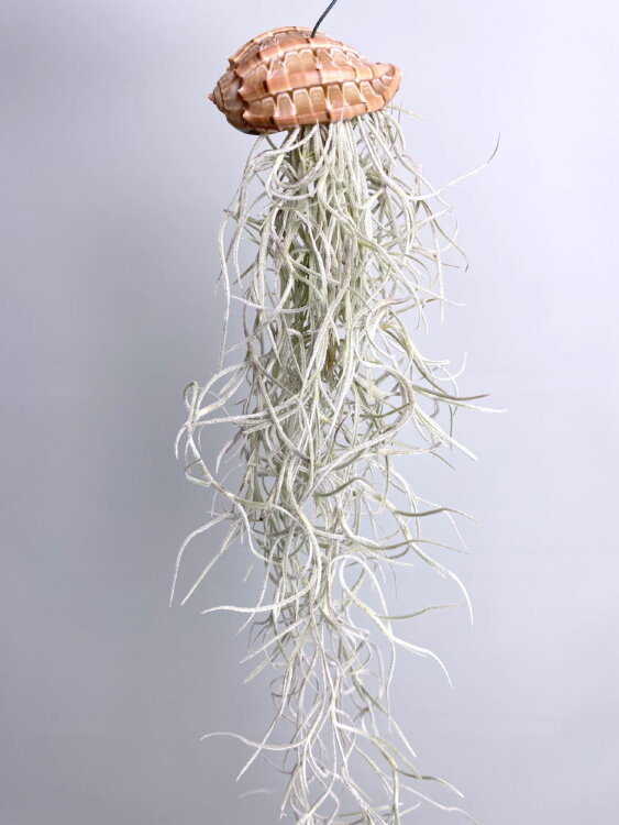 Тилландсия Уснеевидная с ракушкой 