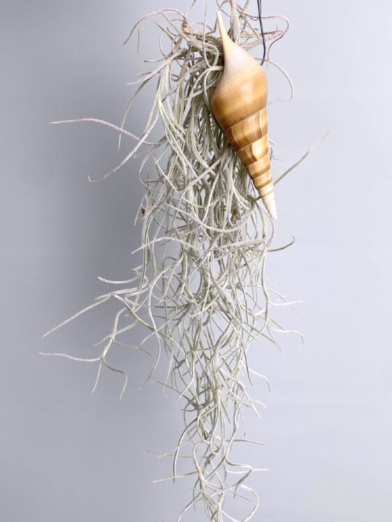 Тилландсия Уснеевидная с ракушкой 