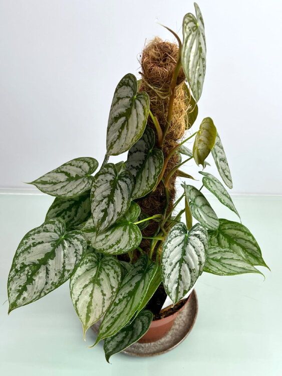 Филодендрон Брандтианум ⌀17 60 см 