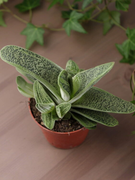 Гастерия Литтл Варти ⌀8 