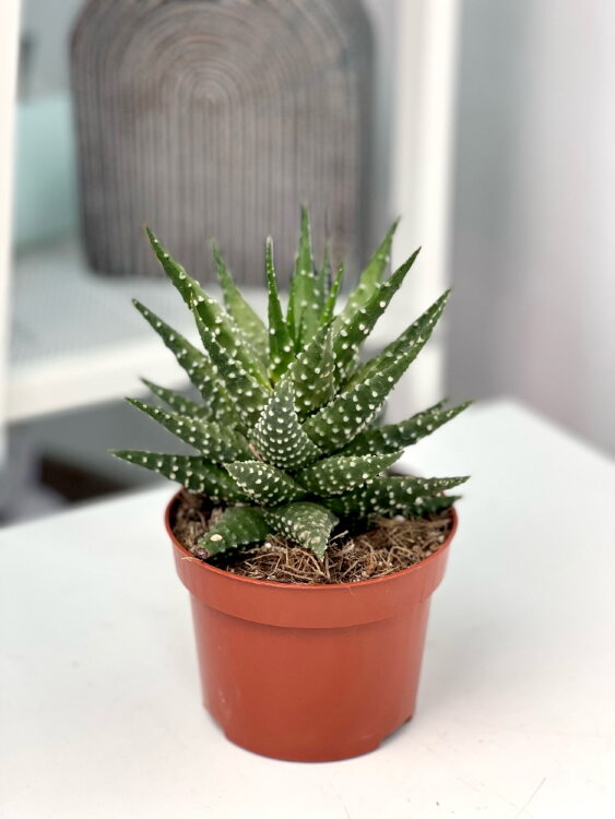 Хавортия Маргаритифера ⌀10 