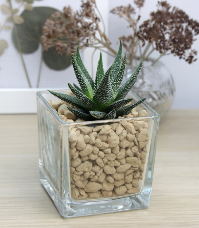 Хаворция в стекле Кубик 