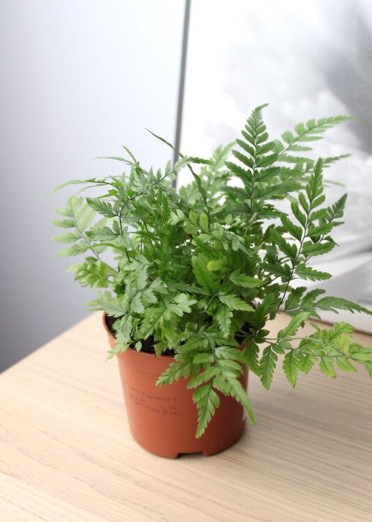 Атириум Спикатум ⌀8 20 см 