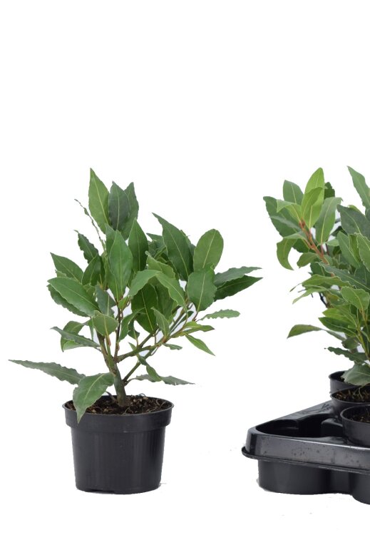 Лавр нобилис ⌀10 25 см 