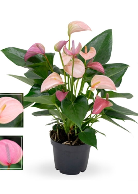 Антуриум Дуо Джоли ⌀12 40 см 