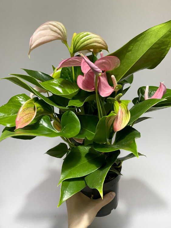 Антуриум Дуо Джоли ⌀12 40 см 