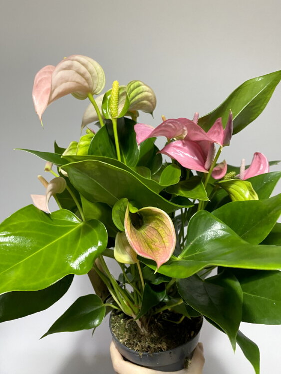 Антуриум Дуо Джоли ⌀12 40 см 