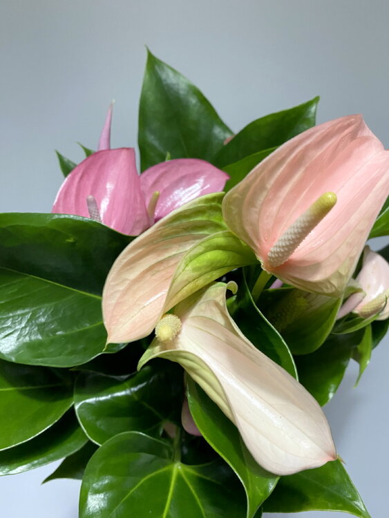 Антуриум Дуо Джоли ⌀12 40 см 