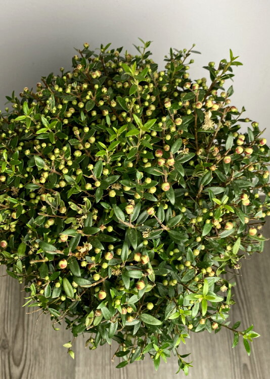 Мирт обыкновенный ⌀15 50 см 