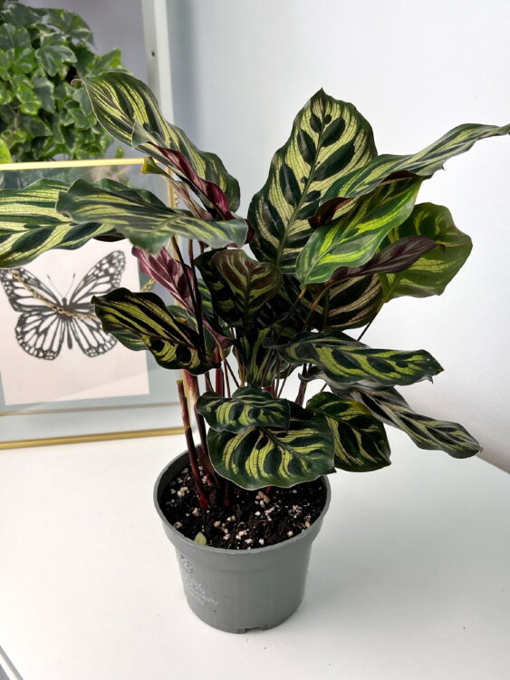 Калатея Макояна ⌀12 40 см 