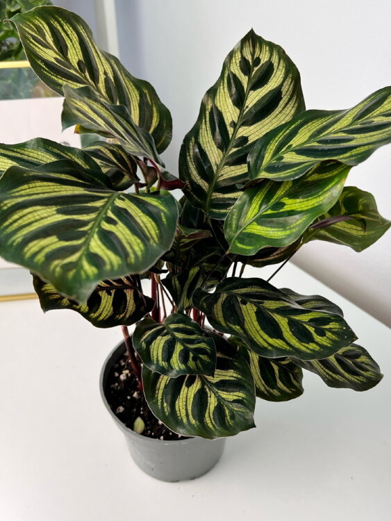 Калатея Макояна ⌀12 40 см 