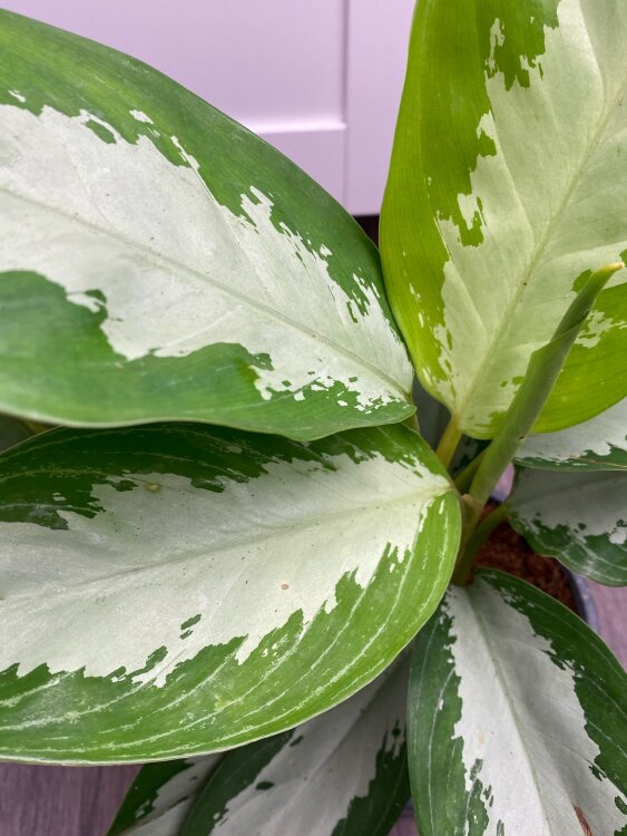 Аглаонема Сильвер Бэй ⌀14 40 см 