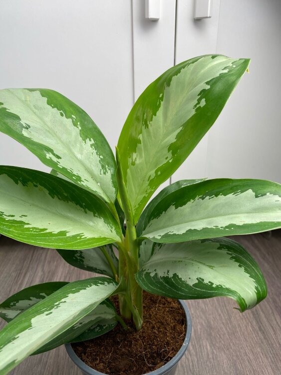 Аглаонема Сильвер Бэй ⌀14 40 см 