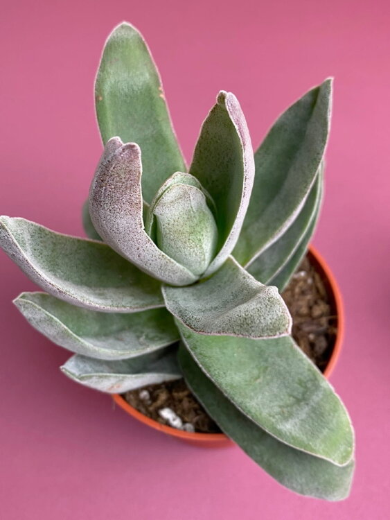 Крассула Гарнет Лотус ⌀8 