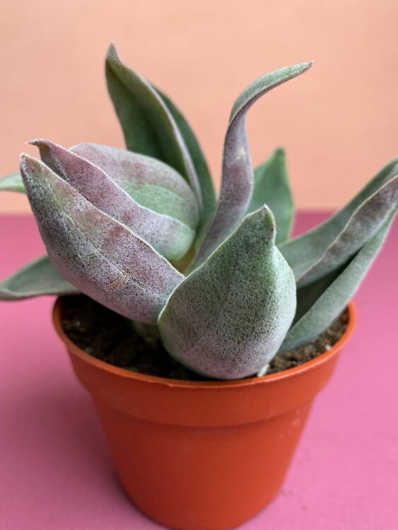 Крассула Гарнет Лотус ⌀8 